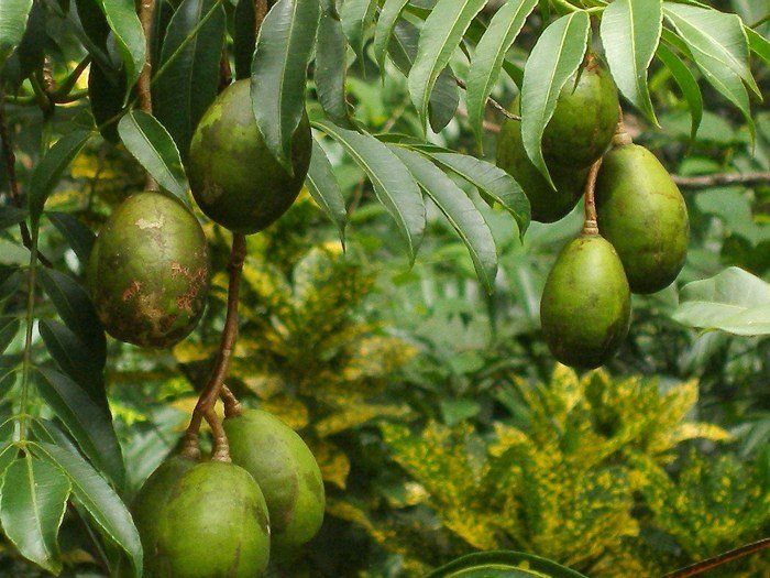 Ambarella fruit crops tree conserve humble flickr hog plum singapore dennissylvesterhurd english food ripe ambrella ingredients