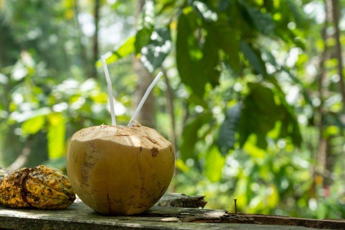 Manfaat buah kelapa yang masih kecil