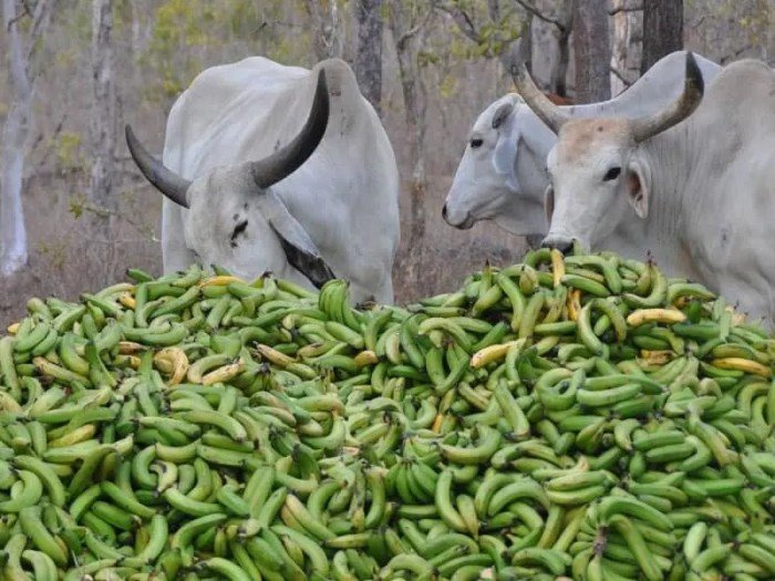 Manfaat buah pisang untuk kambing