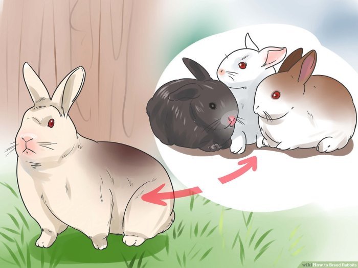 Rabbit breeding sex rabbits bunny expert tips source