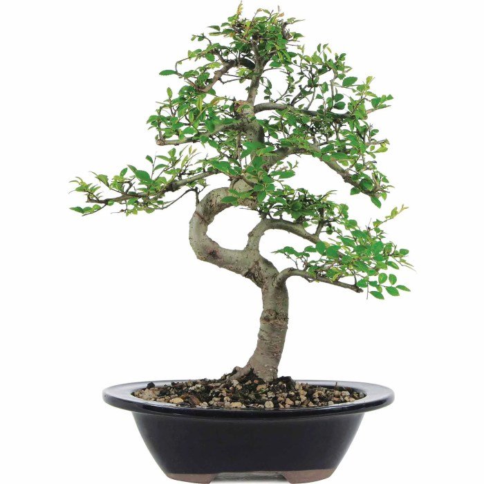 Bonsai elm parvifolia ulmus