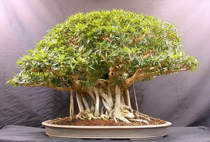 Bonsai banyan ficus