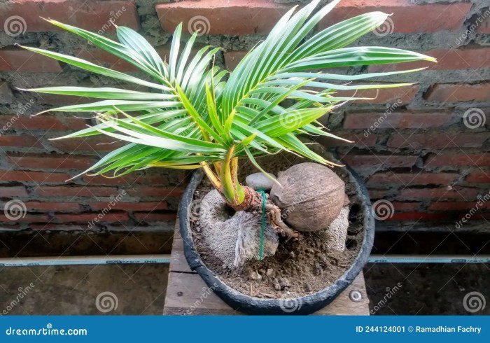 Bonsai kelapa berbuah