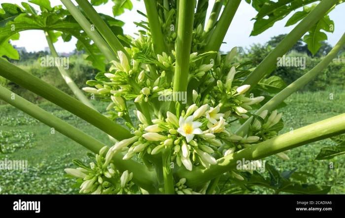 Sayur bunga pepaya