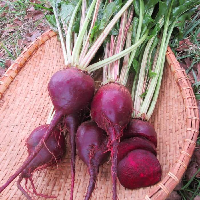 Beet lutz leaf green organic beets