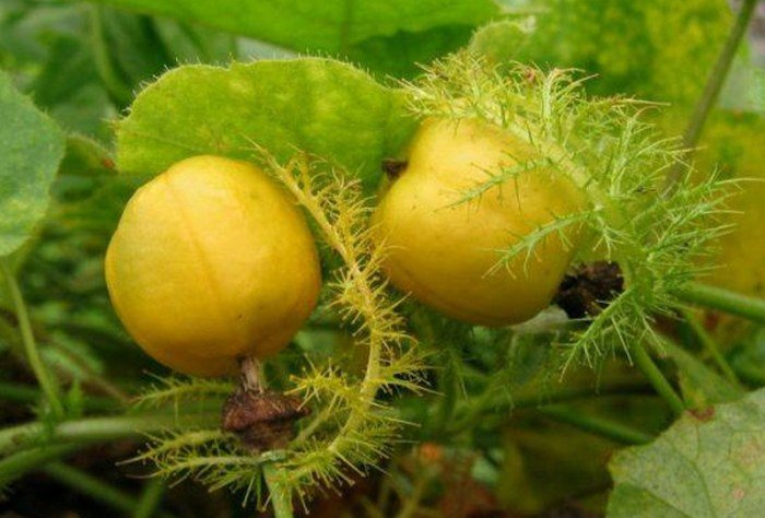 10 nama buah dalam bahasa inggris