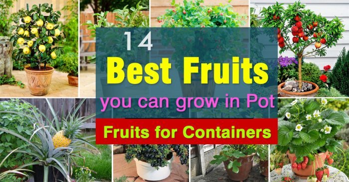 Trees fruit potted containers growing hgtv