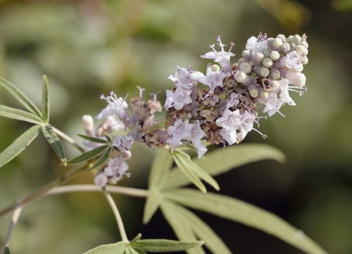 Vitex chasteberry review contents healthjade