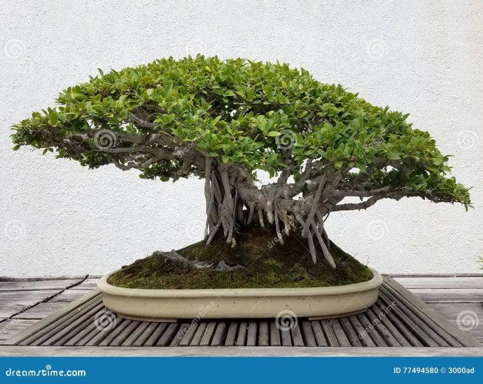 Beringin korea bonsai