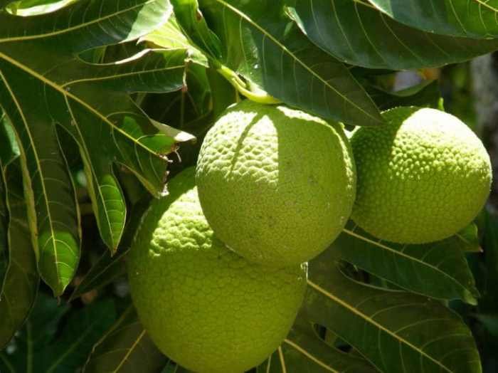 Breadfruit agricultural division