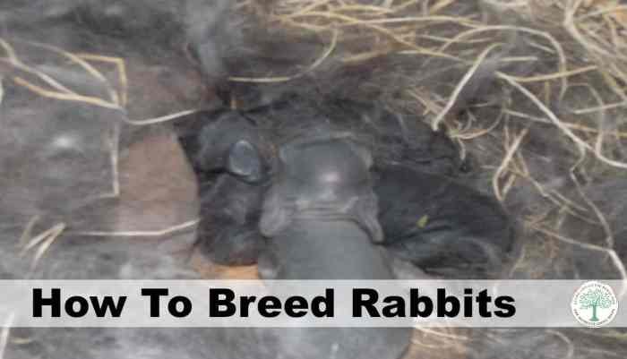 Rabbits breeders races lapin arba bunnies species lapins recognizes cage tableau rex lop farm dwarf