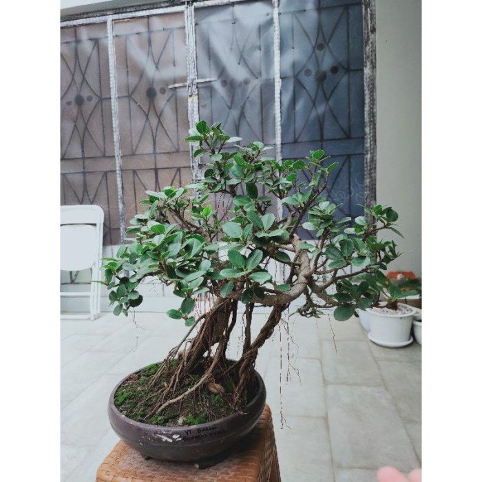 Beringin korea bonsai