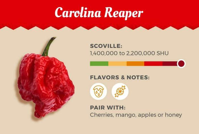 Scorpion reaper chilli trinidad soil growing capsicum guide reapers chinense uses secretive spicy leaves