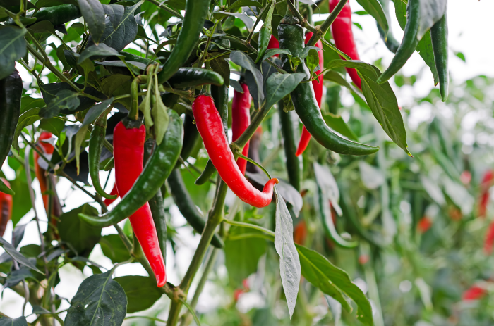 Chillies growing chilli plant eye birds grow eggplant seeds melbourne capsicums plants red varieties peppers birdseye hot planting notes suburbantomato