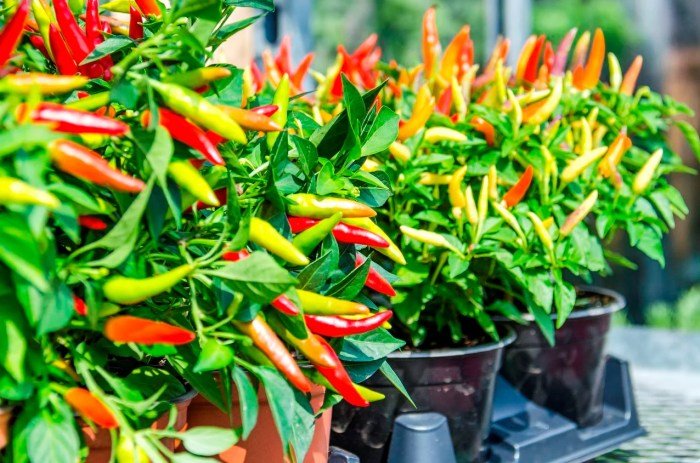 Chillies plants peppers grow growing chilli links harvest