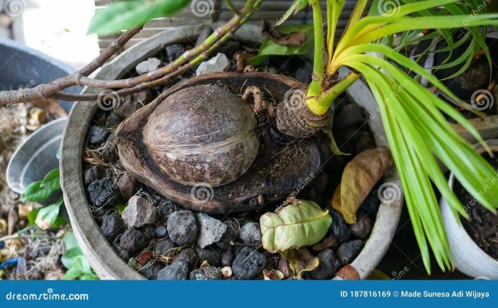 Bonsai kelapa