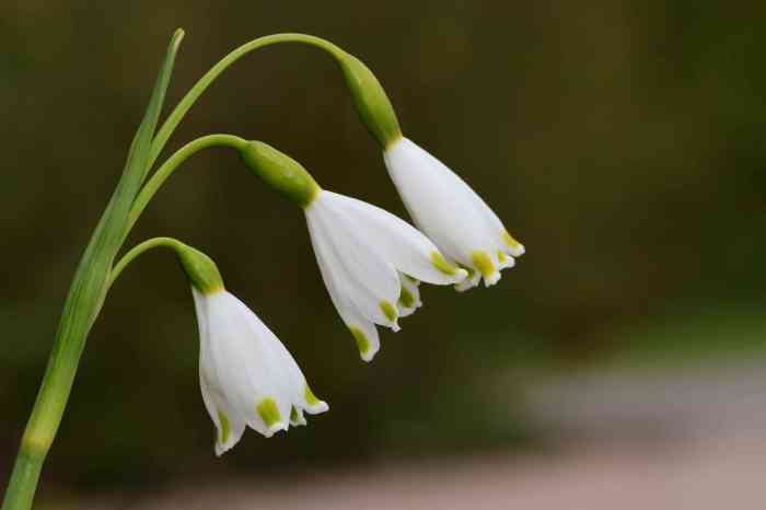 Snowdrop