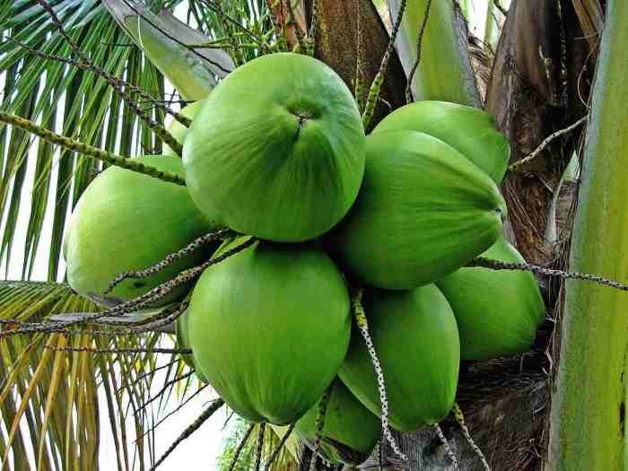 Manfaat buah kelapa gading