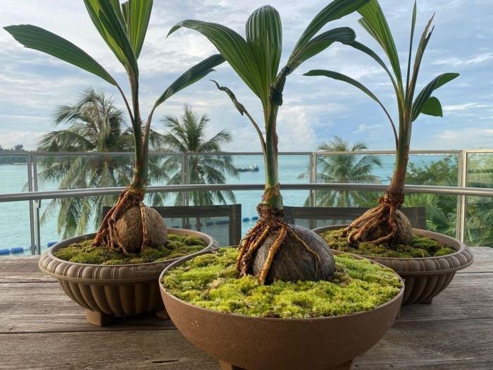 Bonsai kelapa