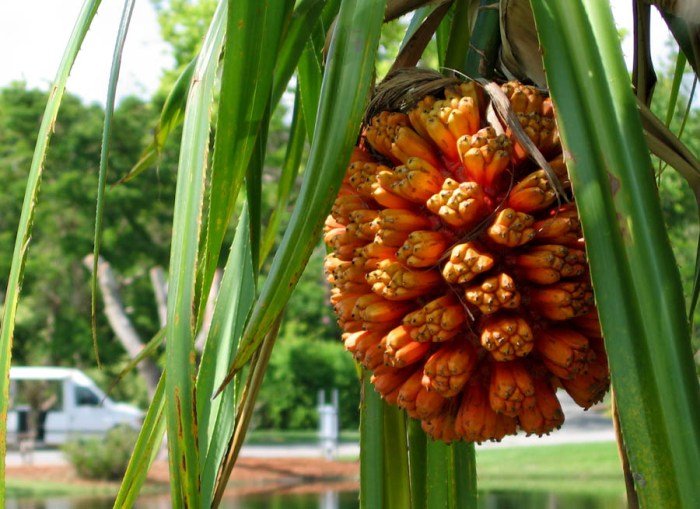 Buah pandanus