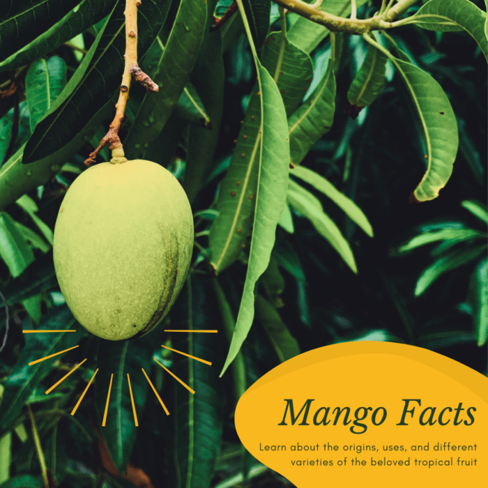 Mango fruits tree fruit mangoes plant facts description history britannica cultivation yellow