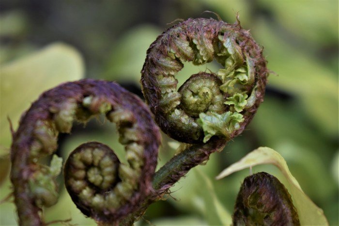 Fiddleheads benefits incredible post fern sumit author date comments may