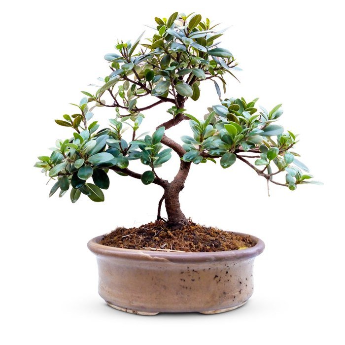 Ficus bonsai specimen old