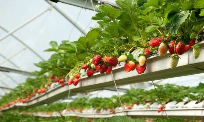 Hydroponics hydroponic aquaponics greenhouse strawberries hydroponically