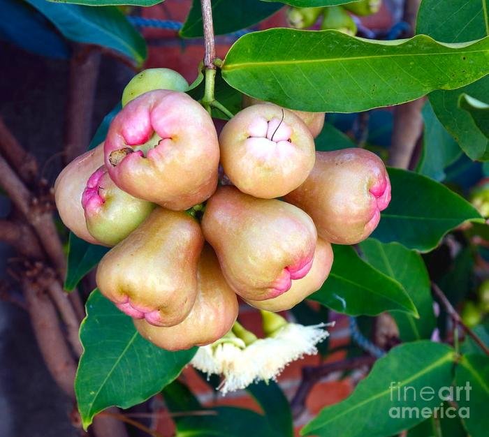 Bell cera yali shi fresche mele frutas frescas manzanas frutta albero juicy vendere frutti