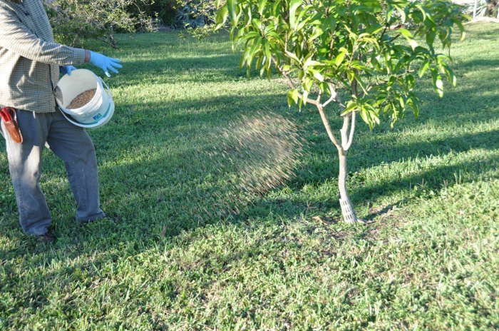 Cara menggunakan pupuk gandasil buah