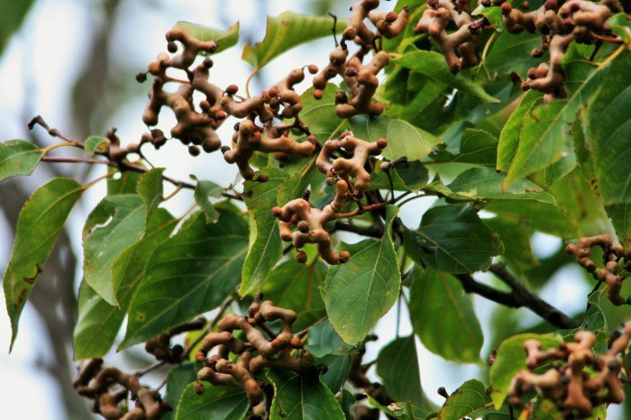 Persimmon kaki diospyros 3x baum tree pflanzen