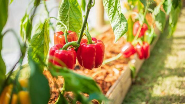 Ornamental pepper plant peppers grow