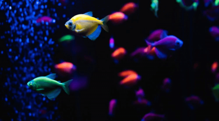 Cara beternak ikan glofish