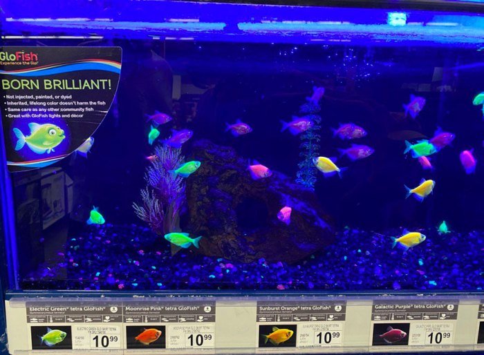 Cara beternak ikan glofish