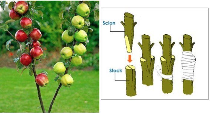 Fruit grafting tree trees plants graft motherearthnews garden