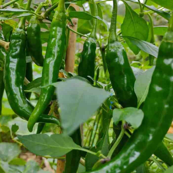 Chillies growing chilli greenhouse peppers