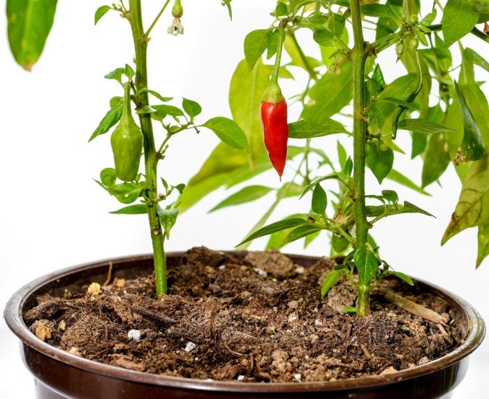 Peppers grow containers growing size container plant pepper plants do varieties pots chilli types hot jalapenos large seeds sandiaseed garden