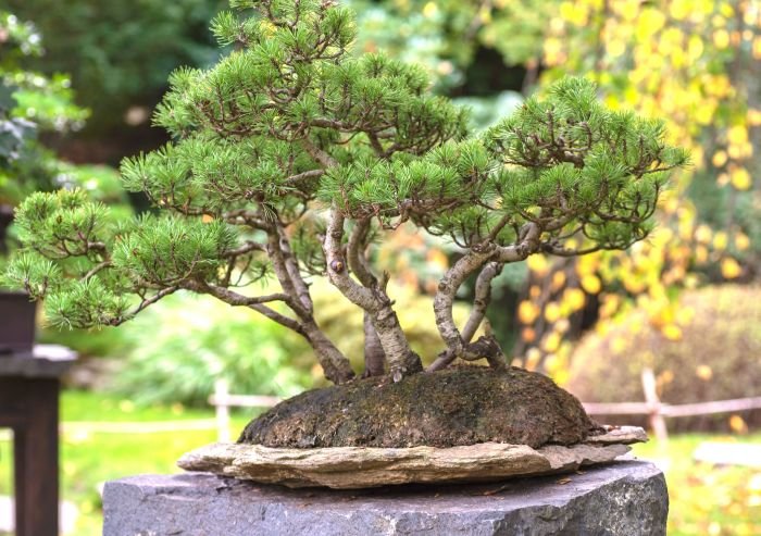 Bonsai spruce