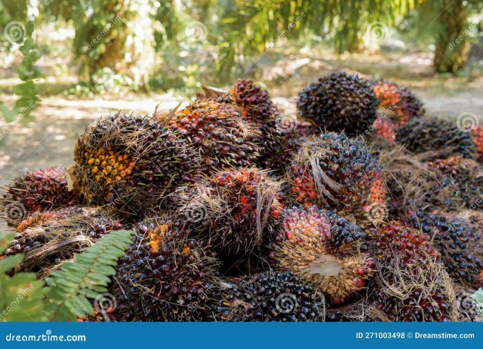 Palm kernel cake pk