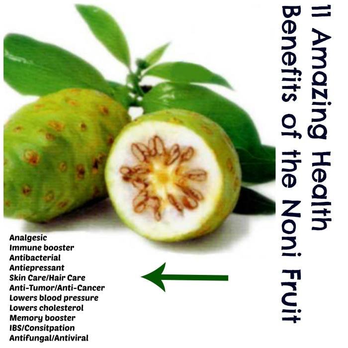 Noni fruit benefits better life origin inseparable existence polynesians who