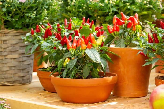 Peppers chili advices vegetables gardener getbusygardening