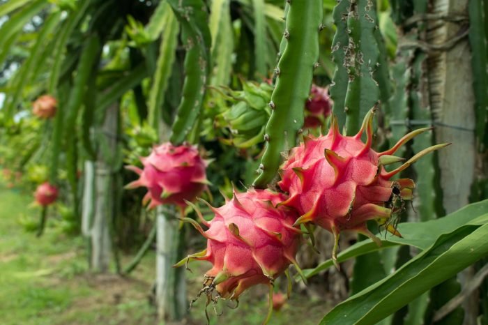 Dragon fruit benefits health choose board