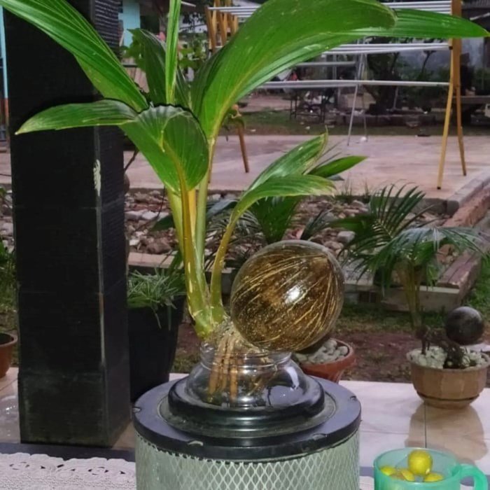 Bonsai kelapa