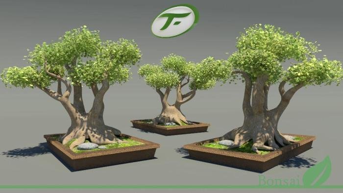 Bonsai fbx conifer