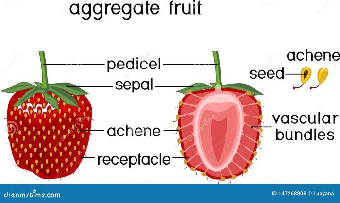 Fruit fruits aggregate types three flowers multiple simple diagram parts dewberry flower pistil pistils main pink kinds southern stigma ovary