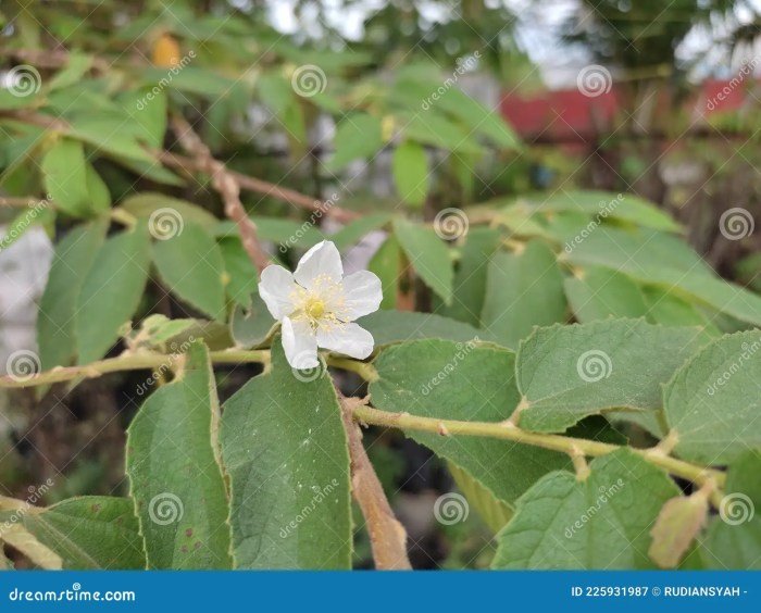 Fruit fruits bangladesh trees pano seç