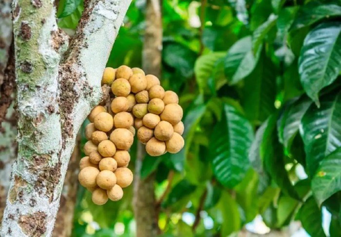 Manfaat buah duku untuk ibu hamil tua