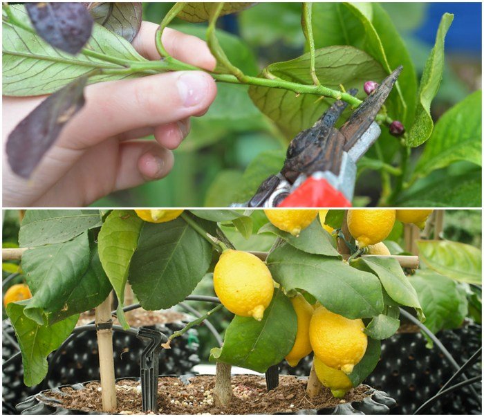 Cara menanam buah dari stek