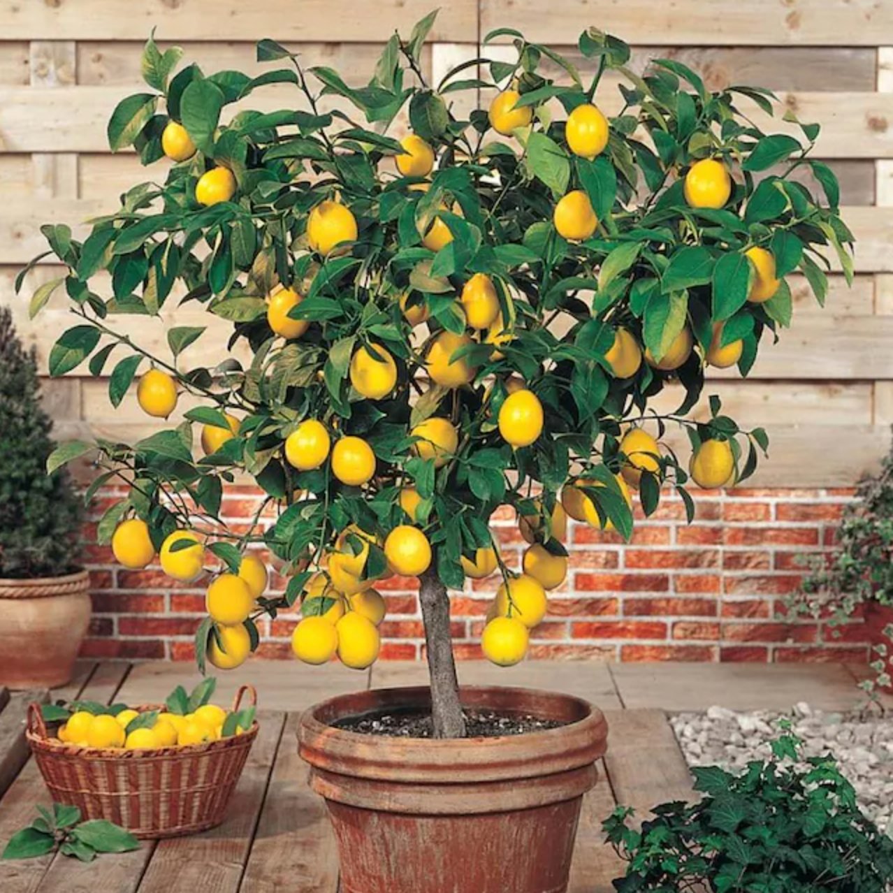 Trees fruit growing containers tree garden dwarf pots apple potted patio thespruce fruits plants planted pear