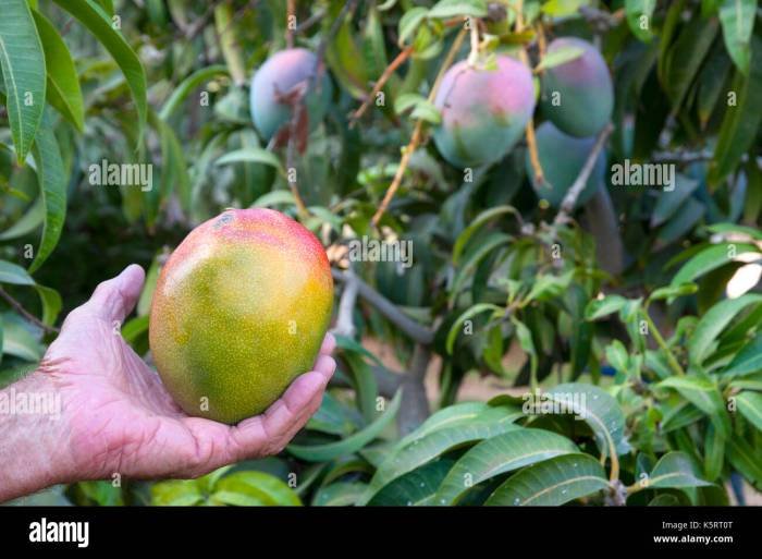 Mimpi mengambil buah mangga yang jatuh dari pohon